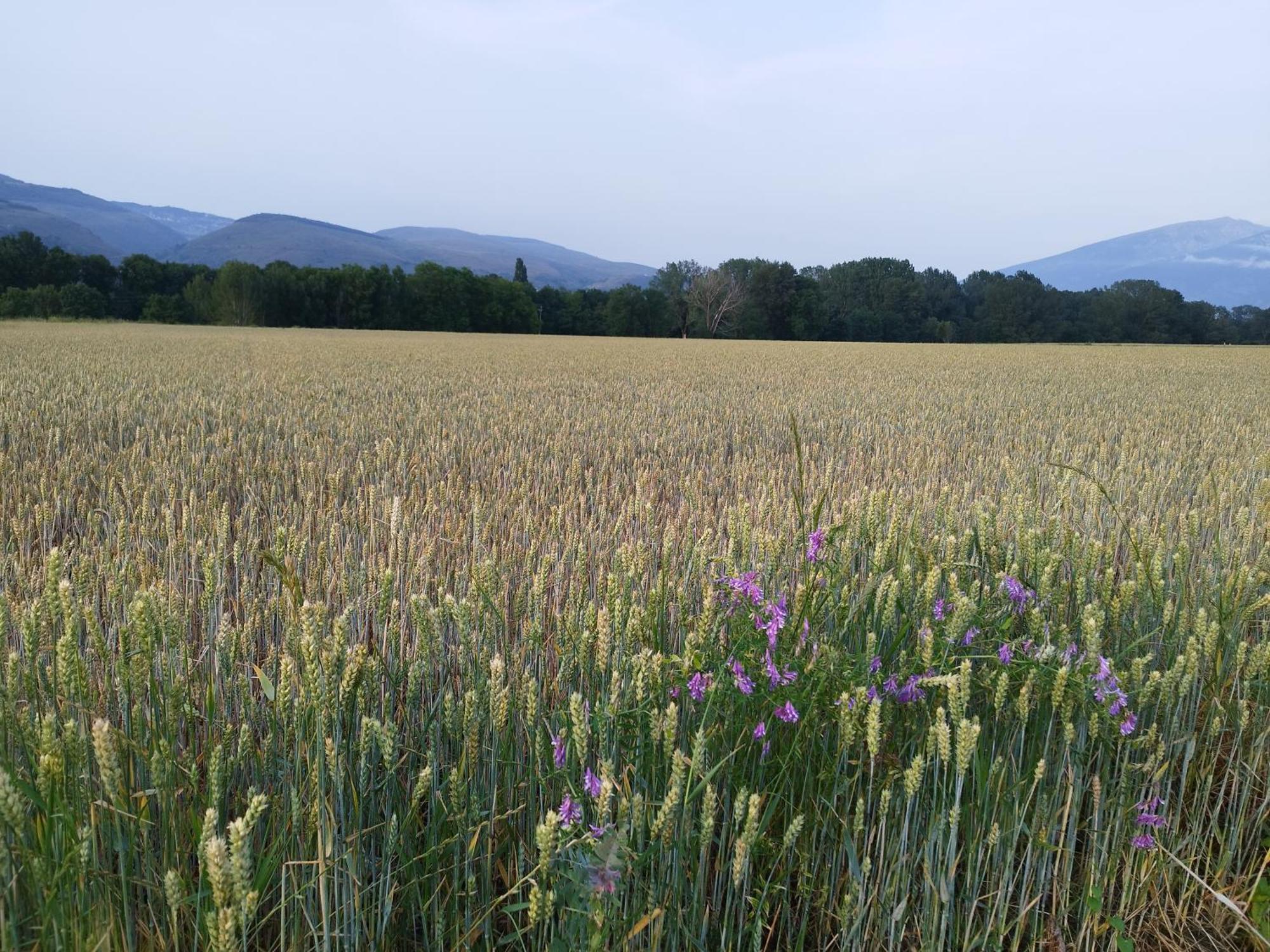 Cal Jan - Cadi Daire Bellver De Cerdanya Dış mekan fotoğraf